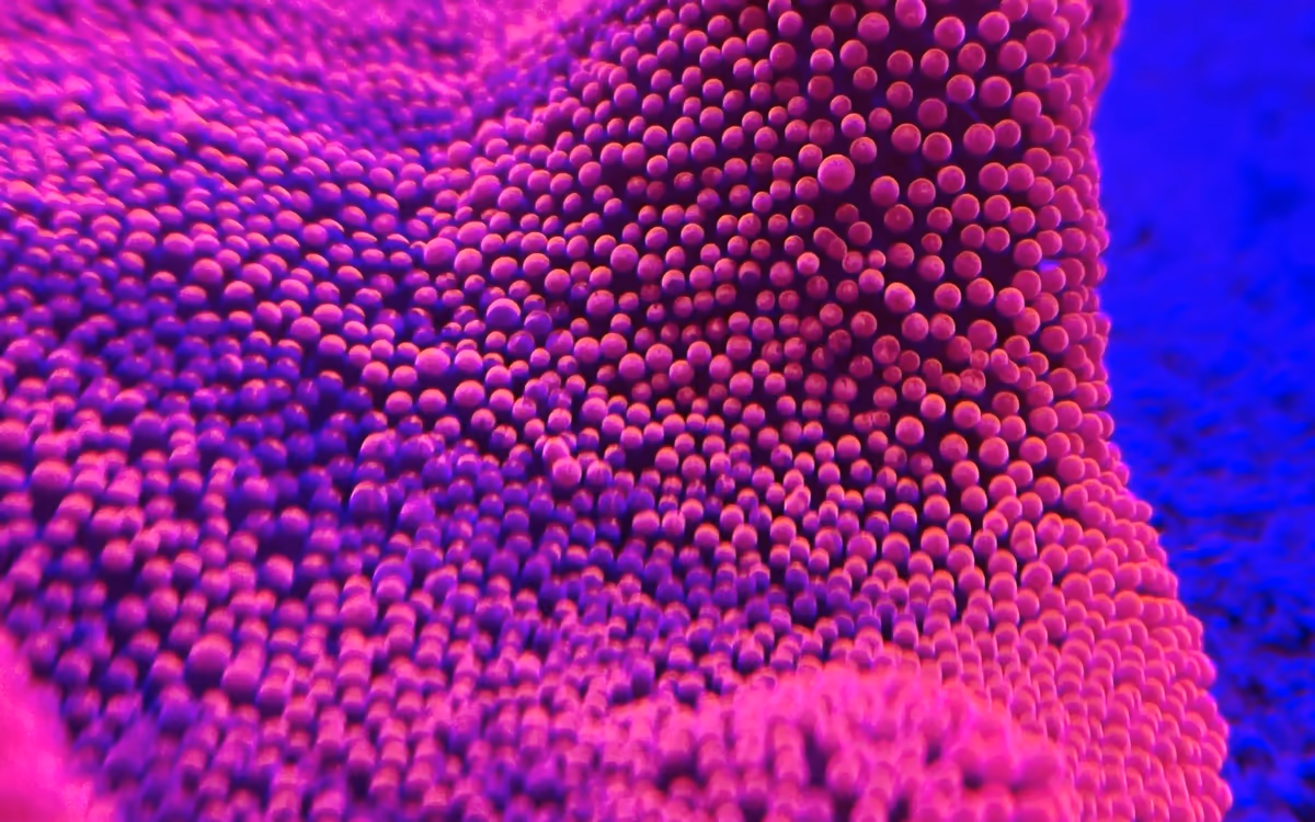 Carpet anemone