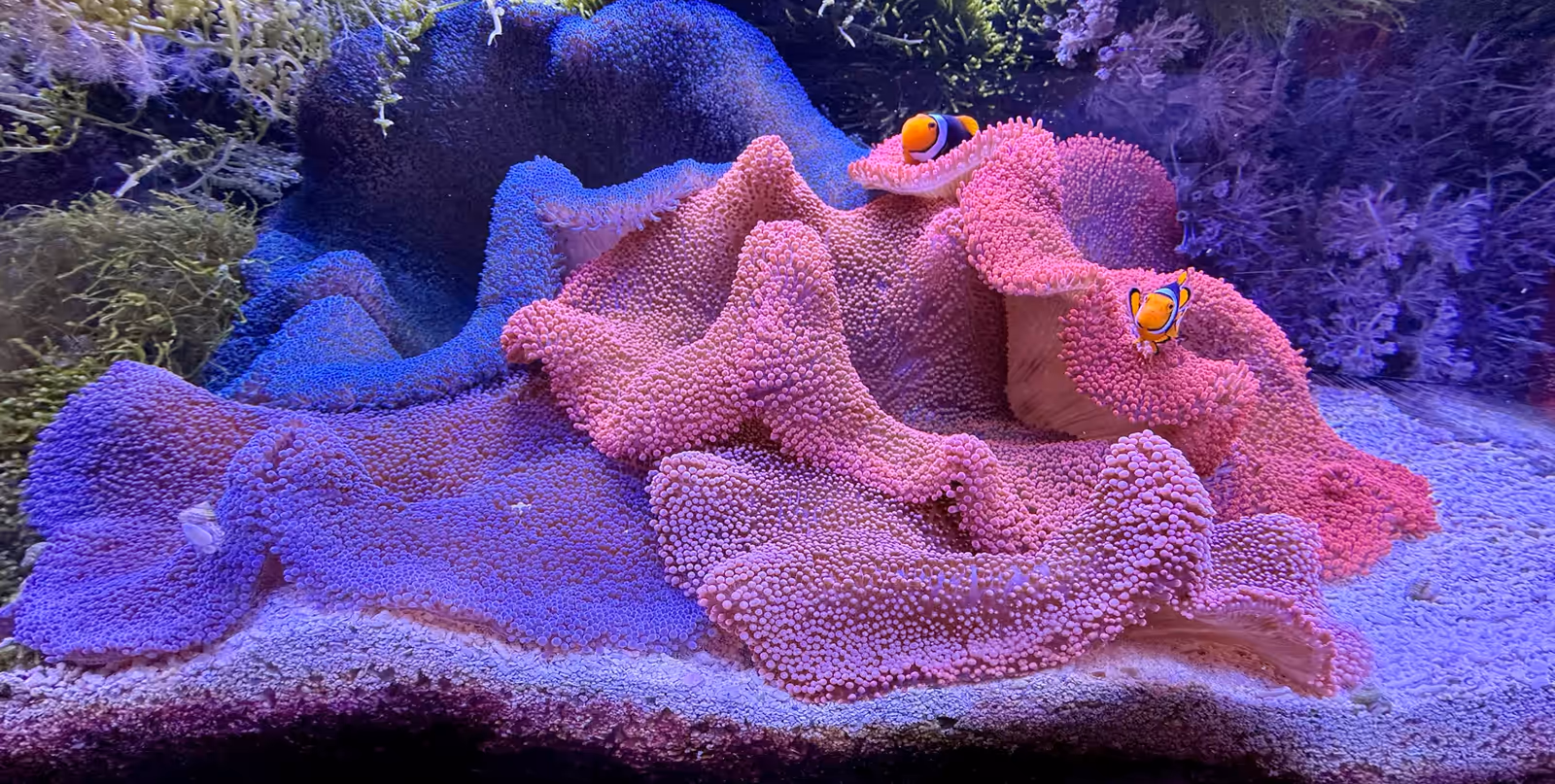 A carpet anemone in an IMARCS tank