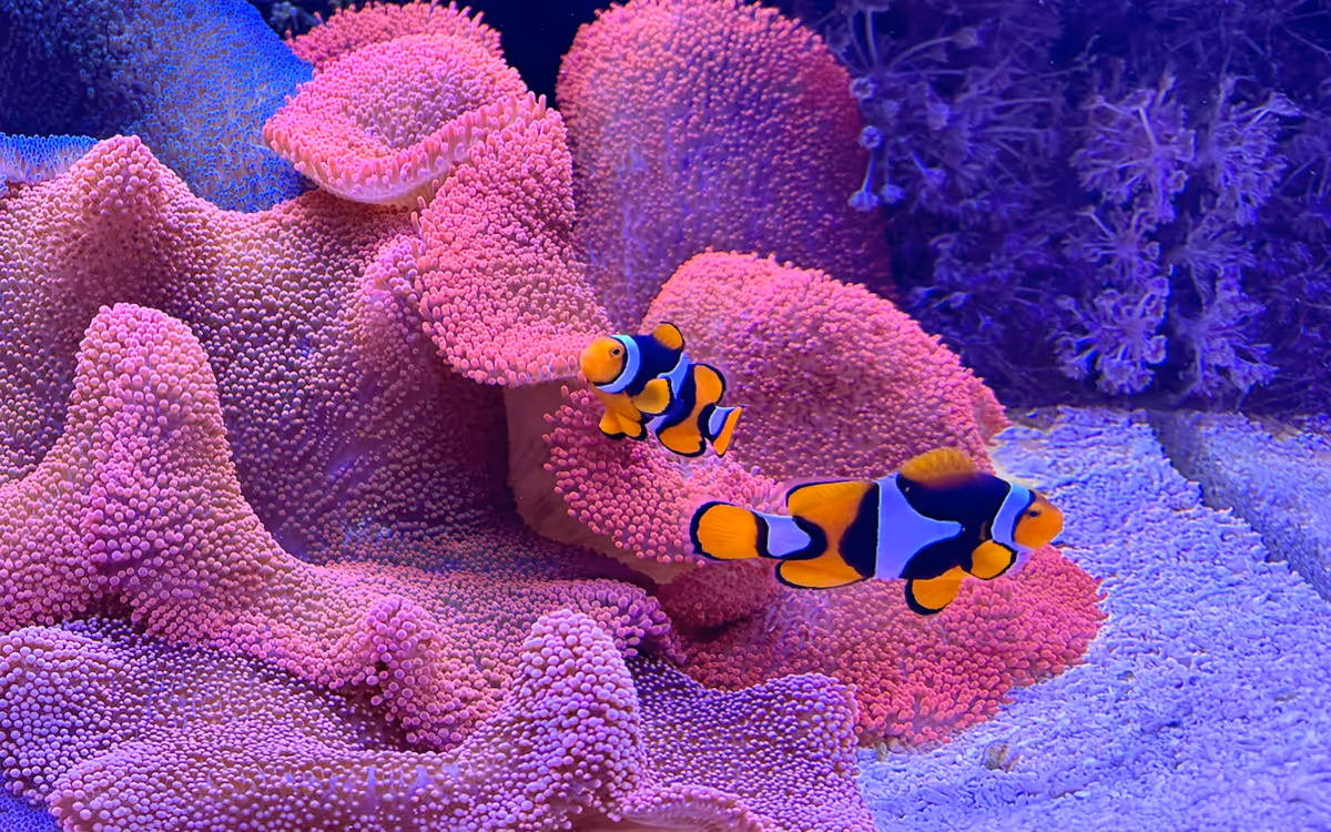 Clownfish pair