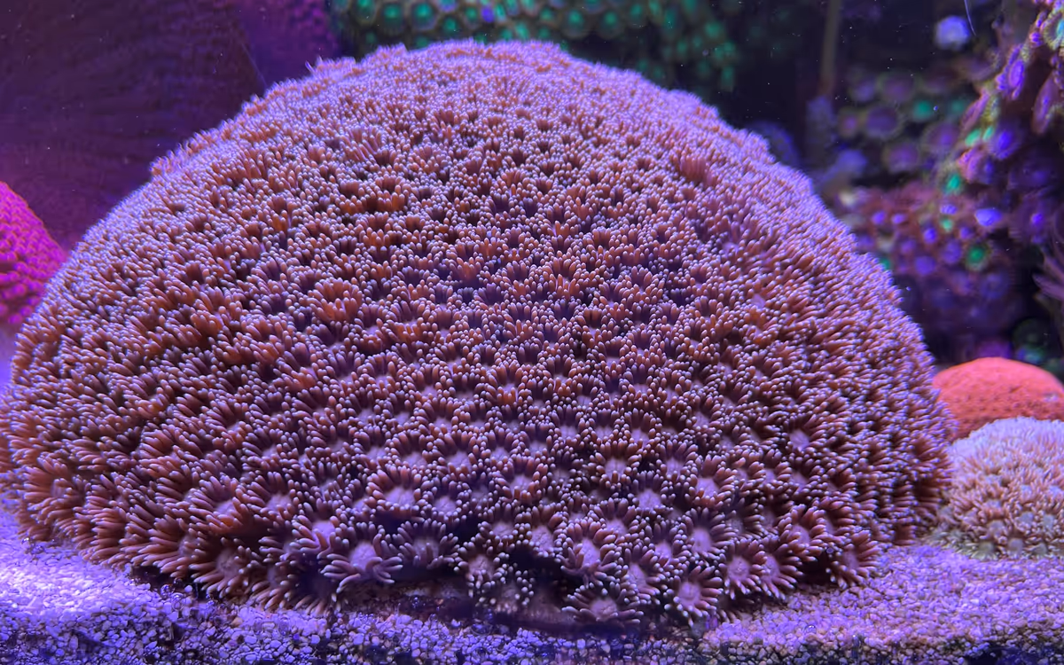 Flowerpot coral
