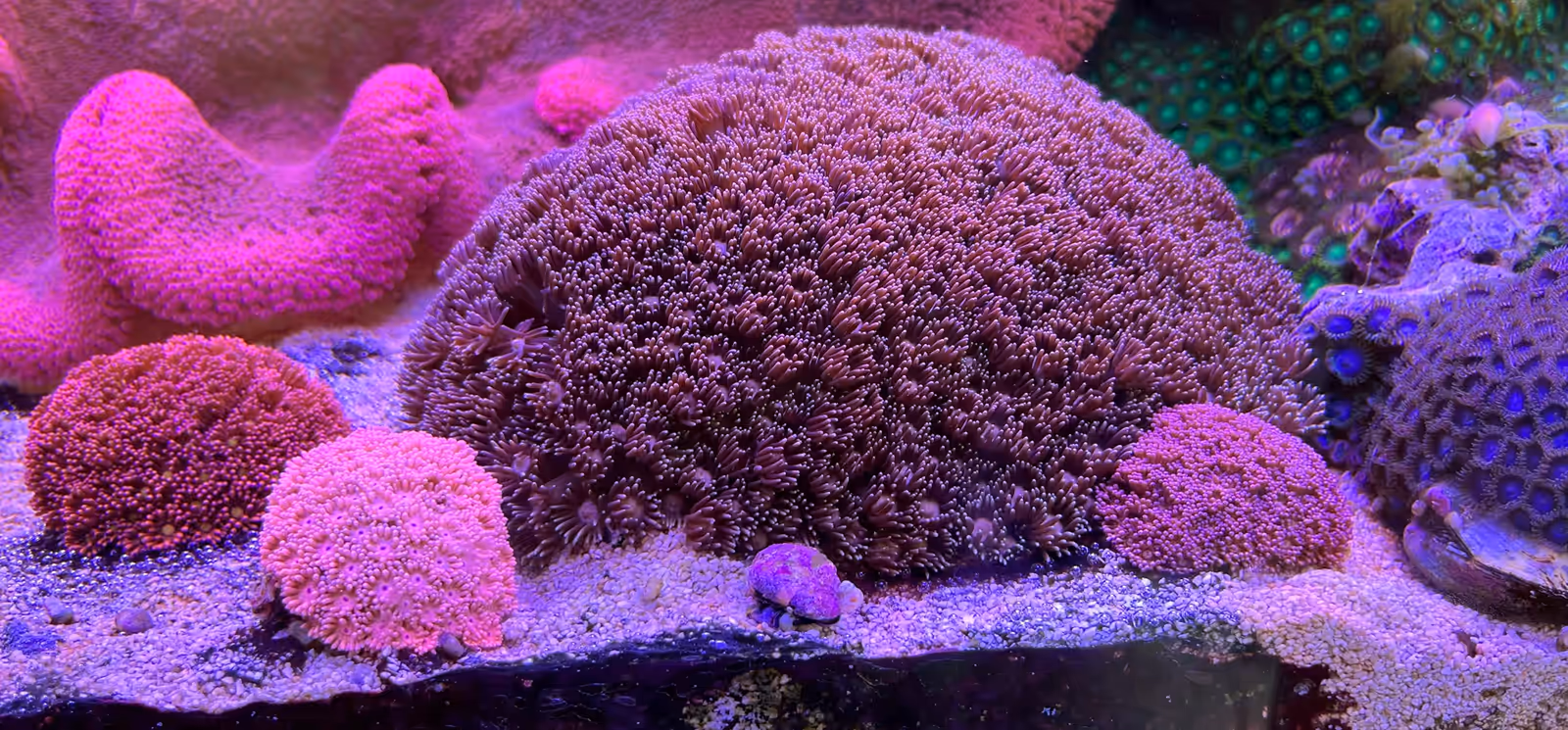 A flowerpot coral colony