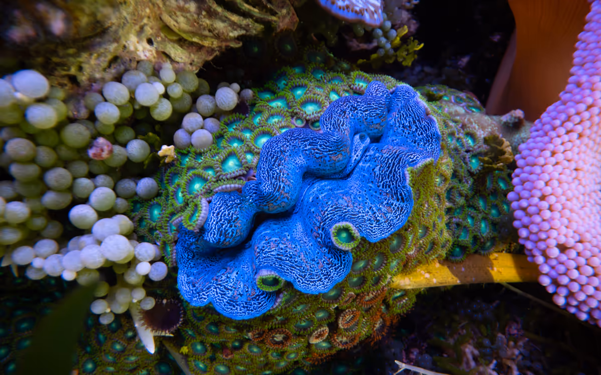 Giant clam