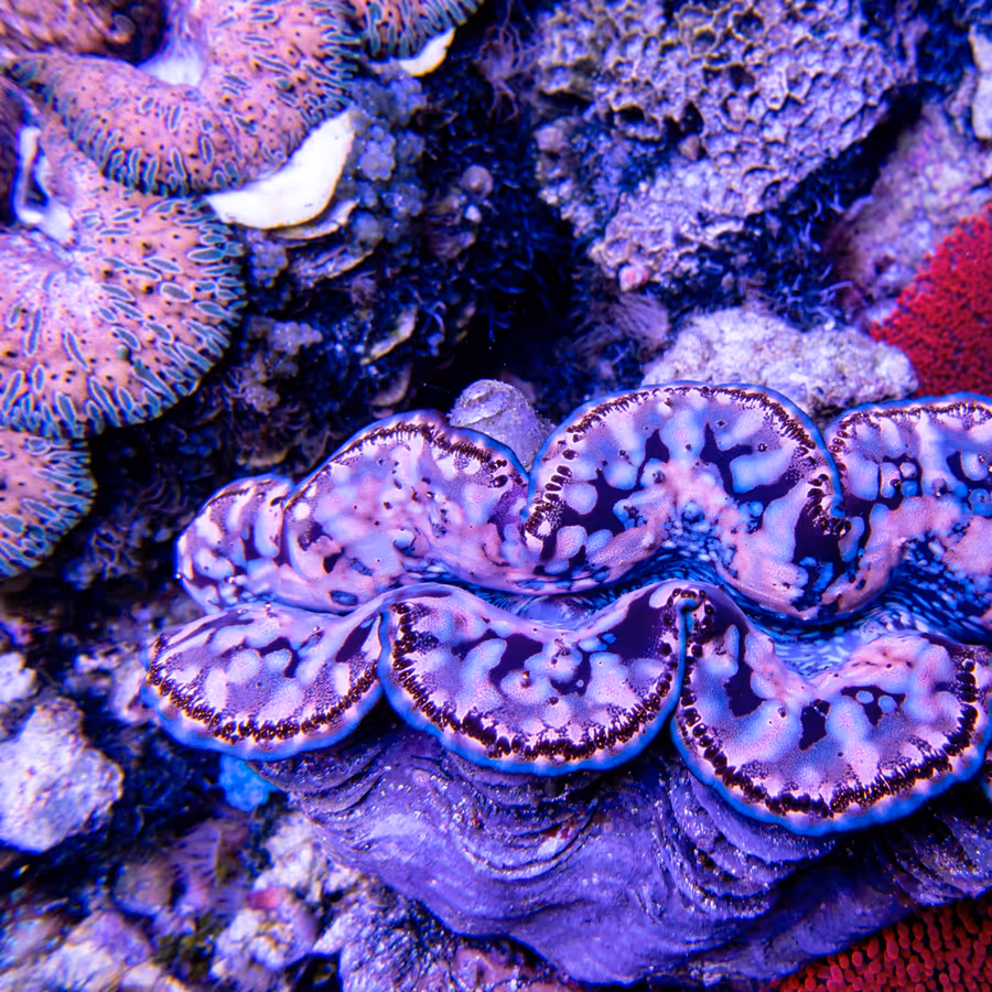 A giant clam in IMARCS care