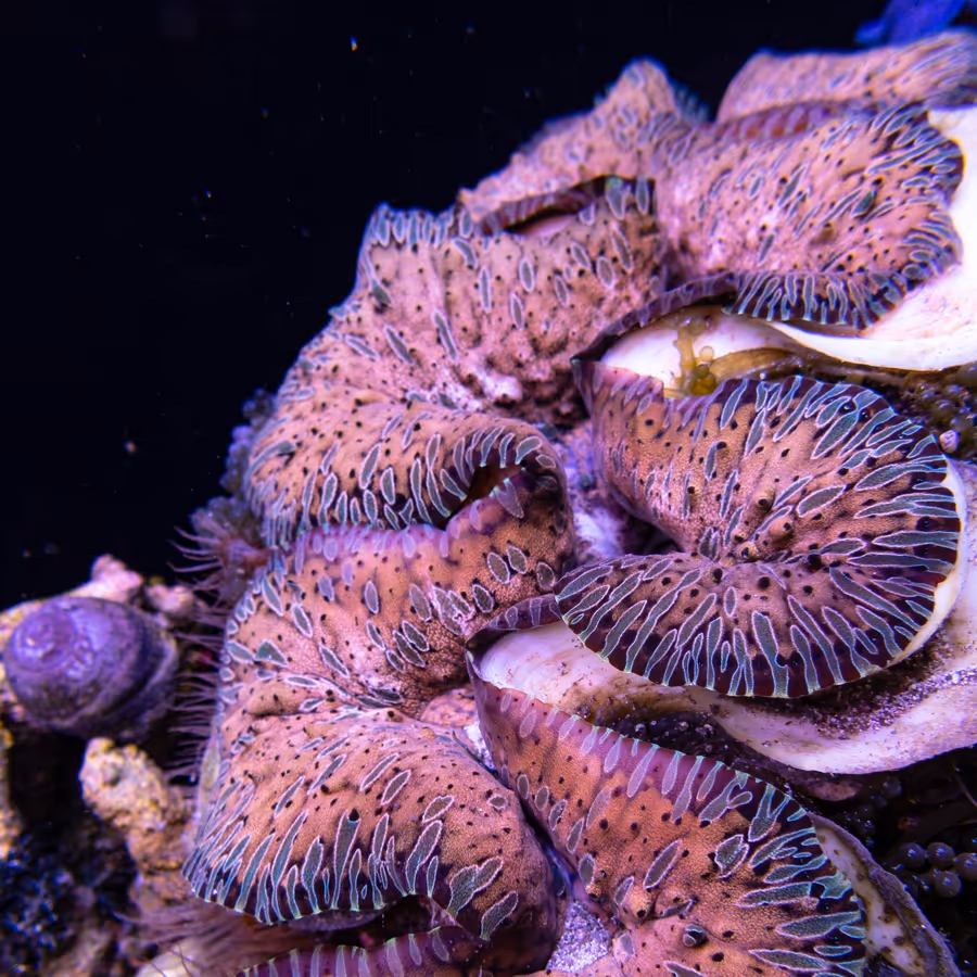 A giant clam in IMARCS care