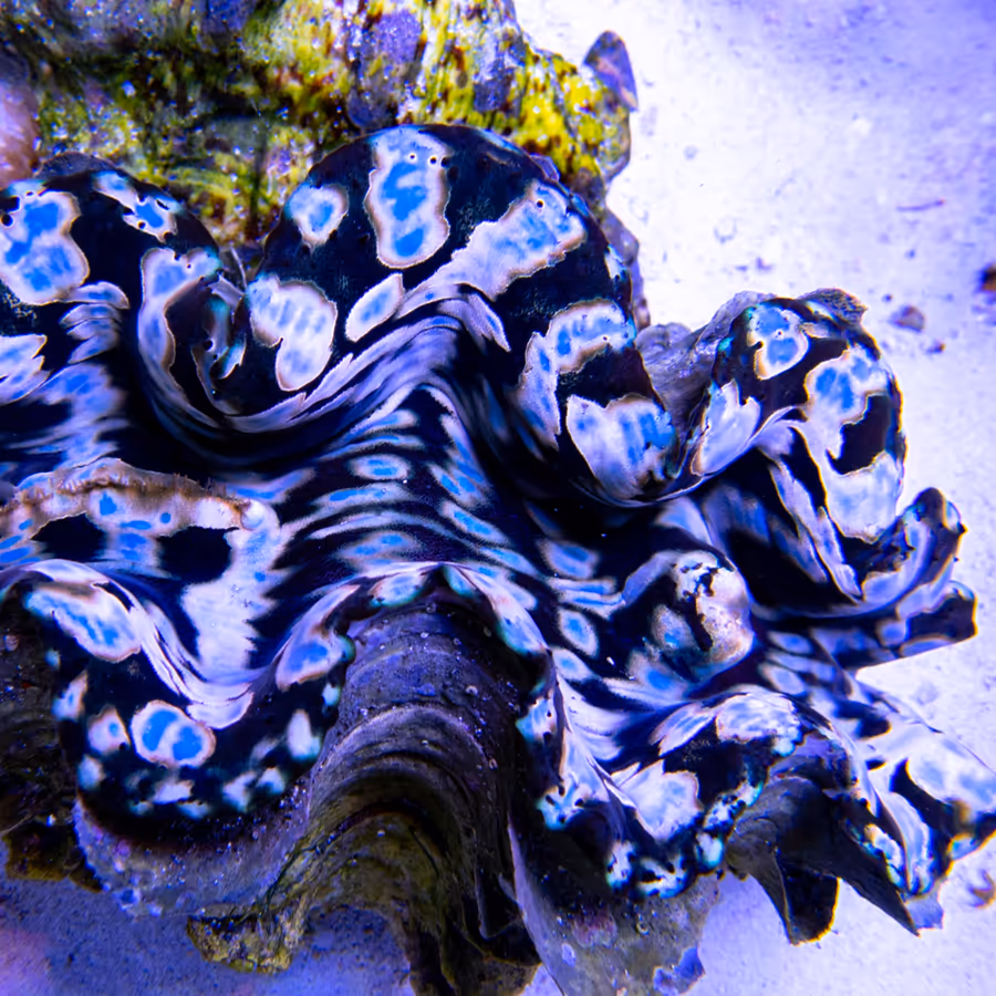 A giant clam in IMARCS care