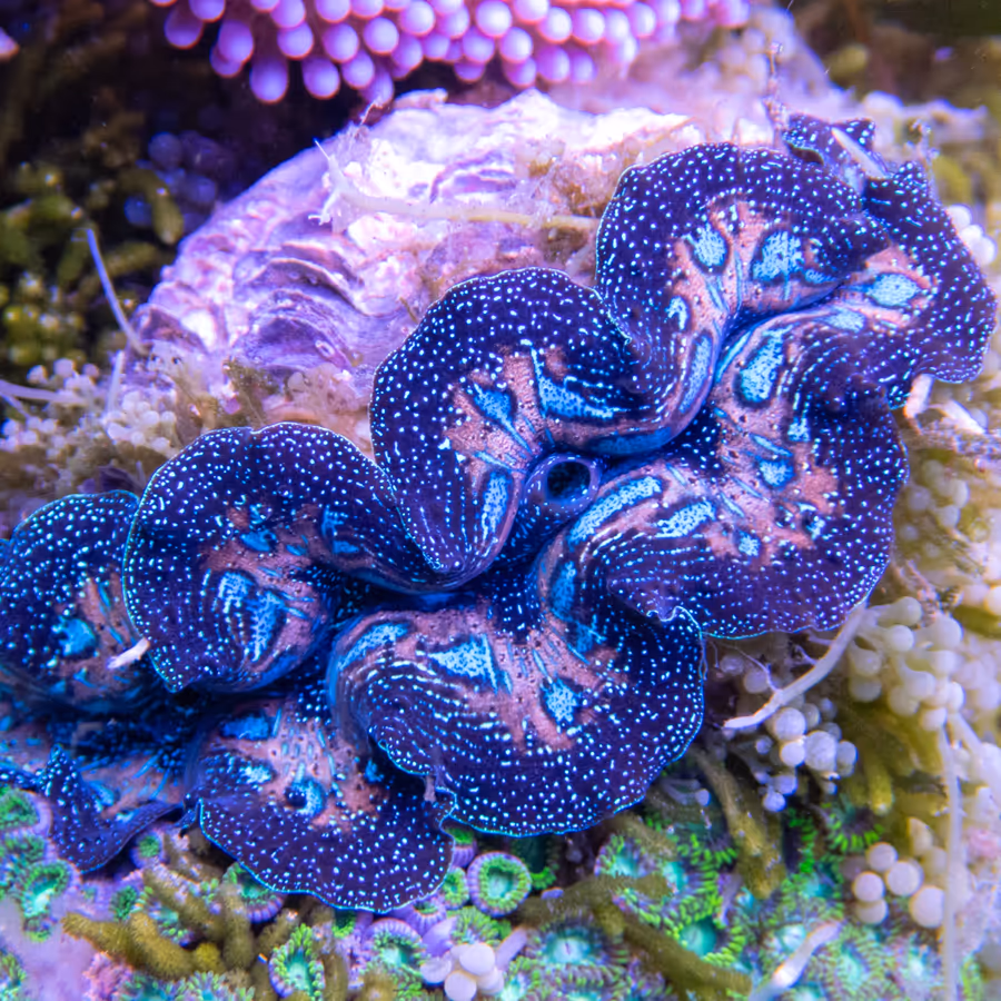 A giant clam in IMARCS care