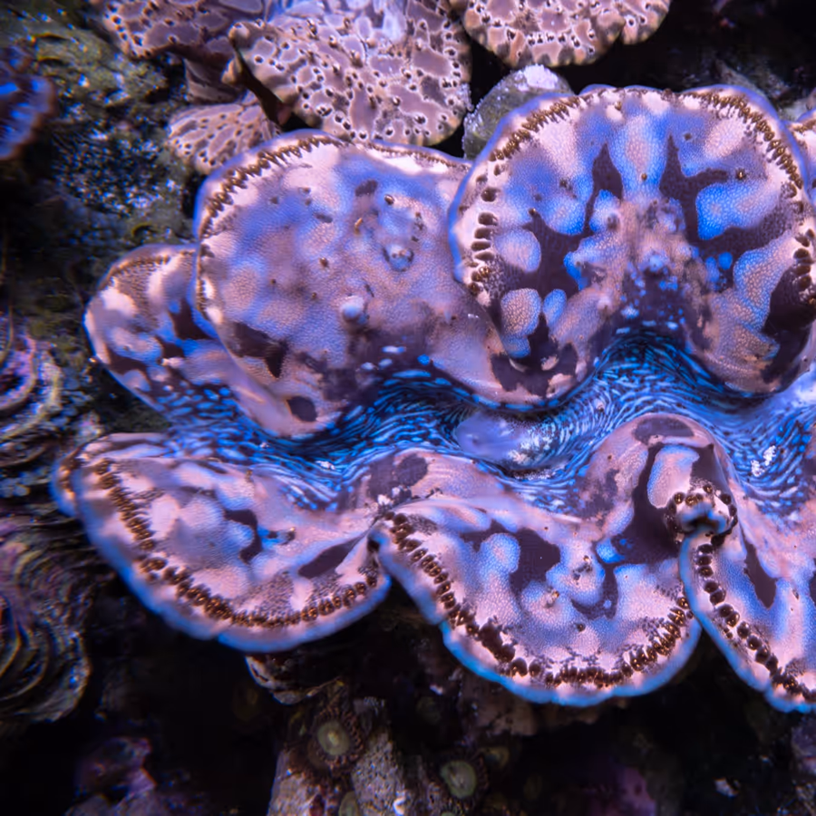 A giant clam in IMARCS care