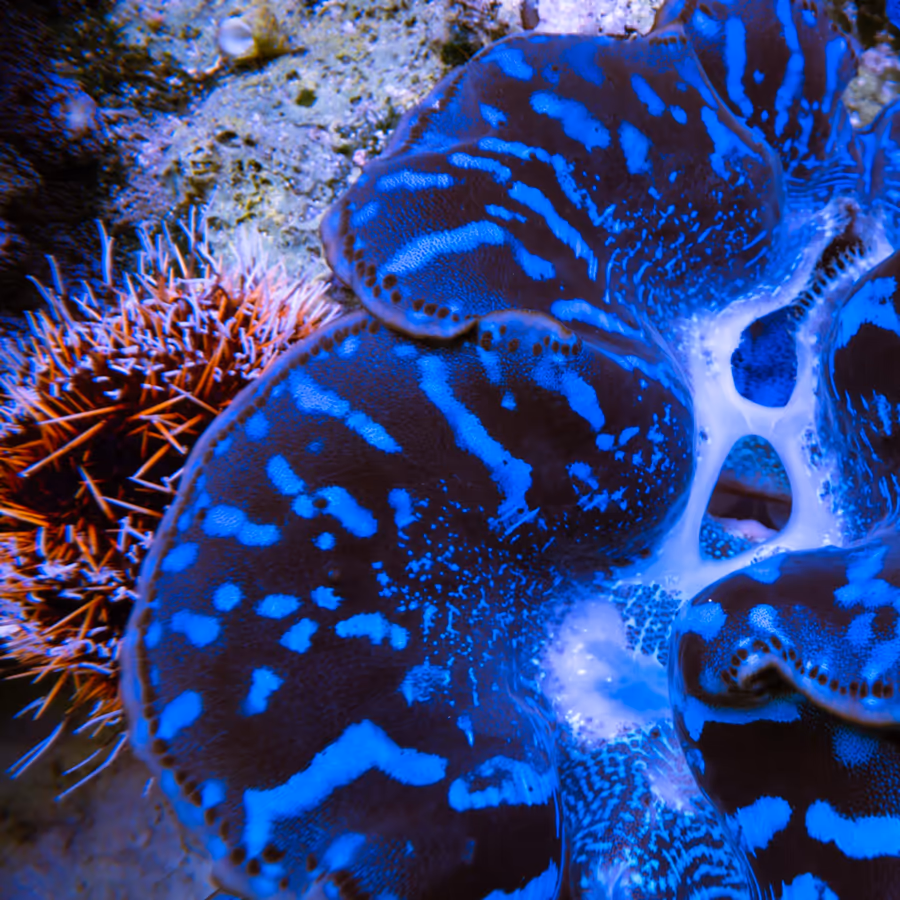 A giant clam in IMARCS care