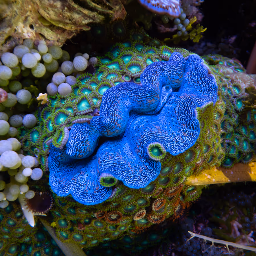 A giant clam in IMARCS care