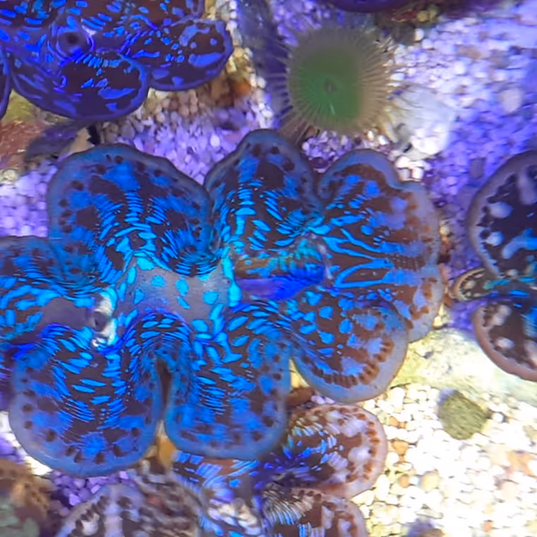 A giant clam in IMARCS care