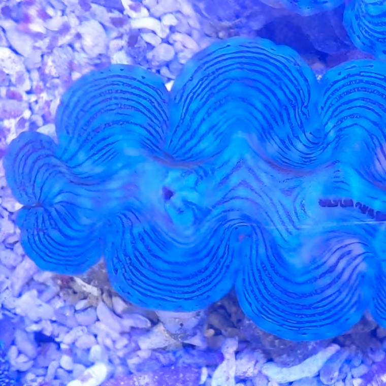 A giant clam in IMARCS care