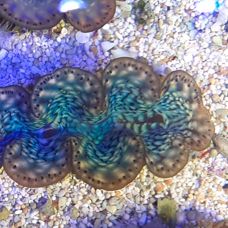 A giant clam in IMARCS care