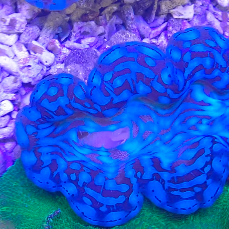 A giant clam in IMARCS care