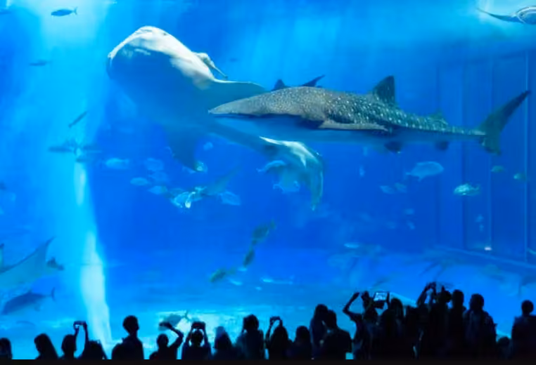 1-Aquarium