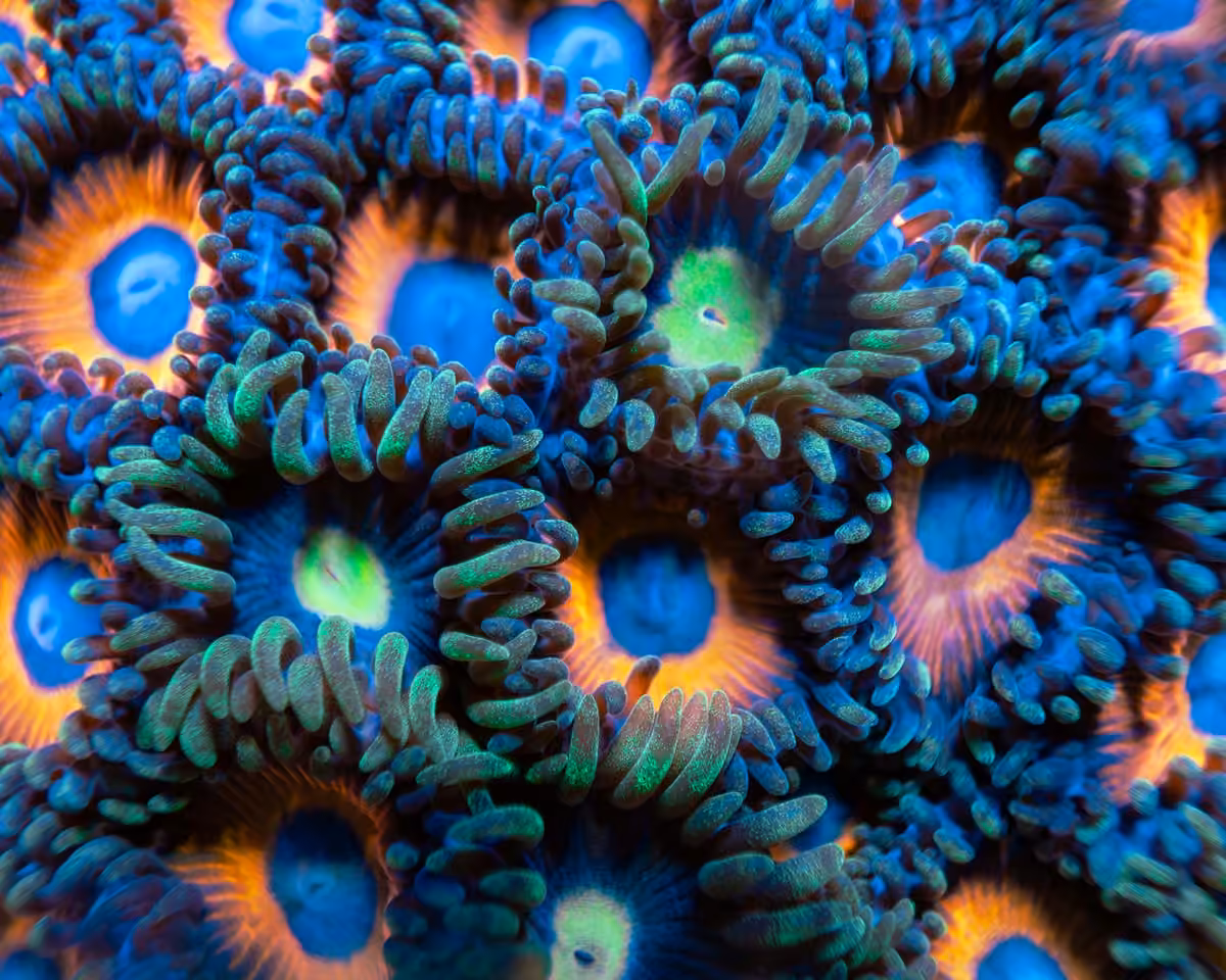 general----macro---IMARCS---colorful-4