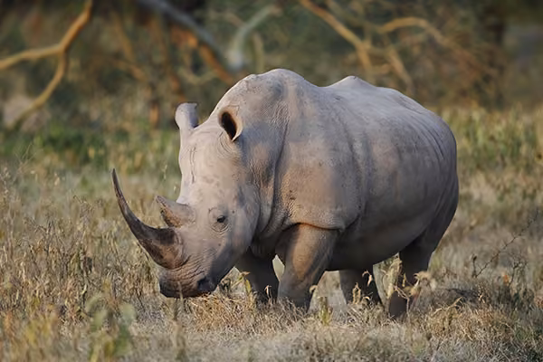 Highlands-Ngorongoro-rhino-sighting-HR