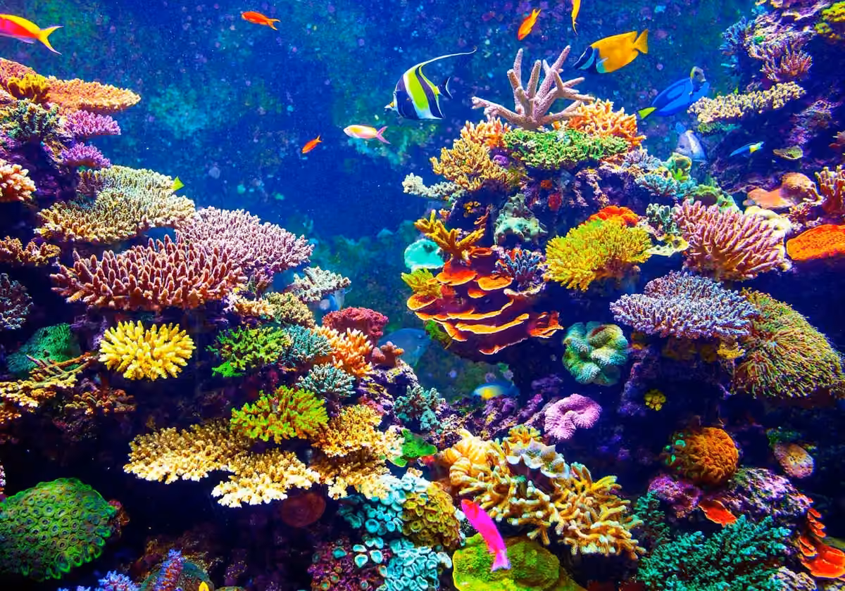 Giant clams vs. corals: Their importance to reefs and the greater environment