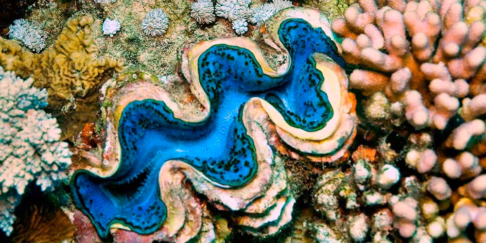 IMARCS_Giant-Clams3