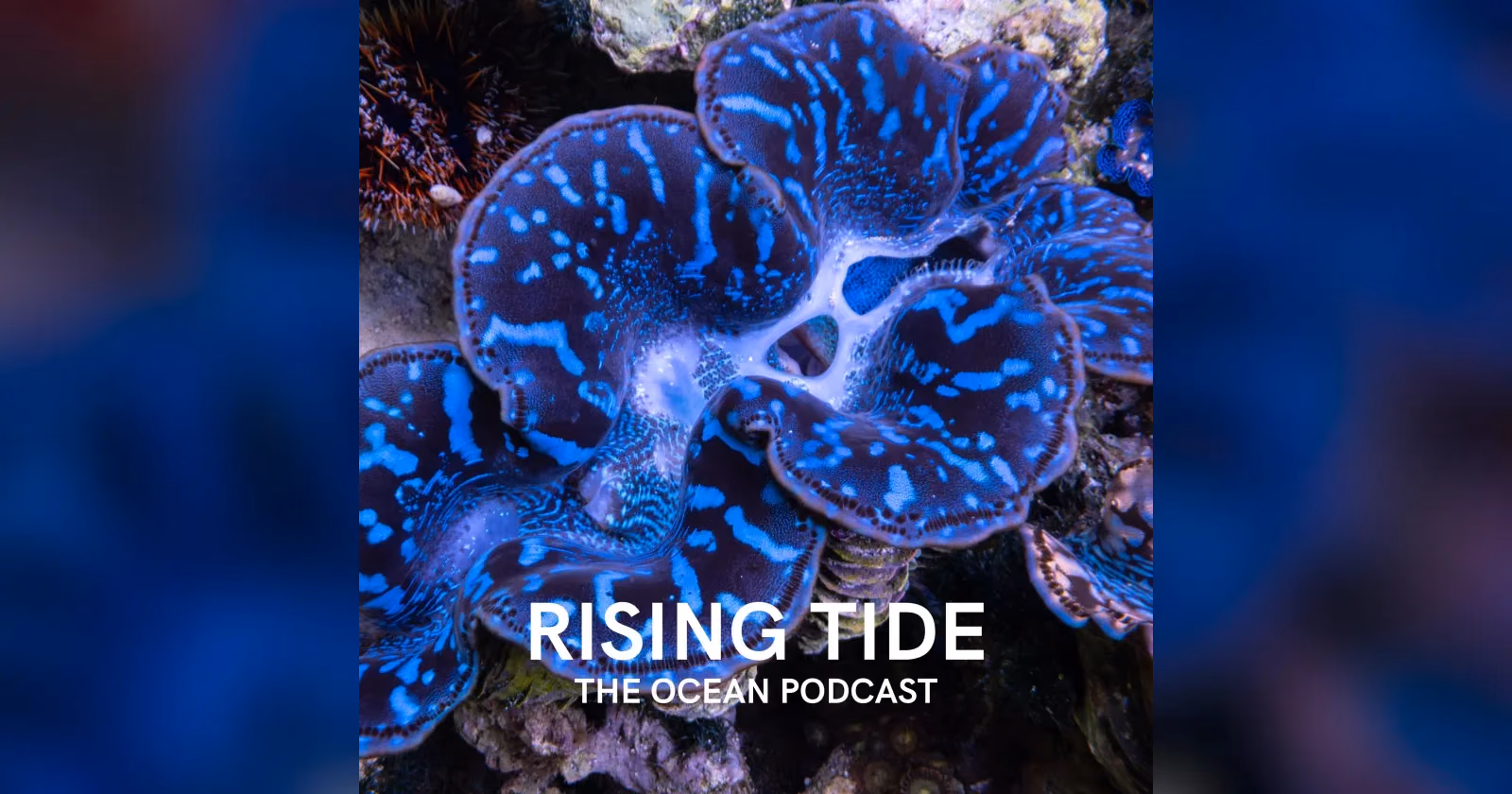 หอยมือเสือช่วยให้ปะการังที่ฟอกขาวฟื้นตัวได้หรือไม่: Jordan Flagel ในรายการ Rising Tide: The Ocean Podcast
