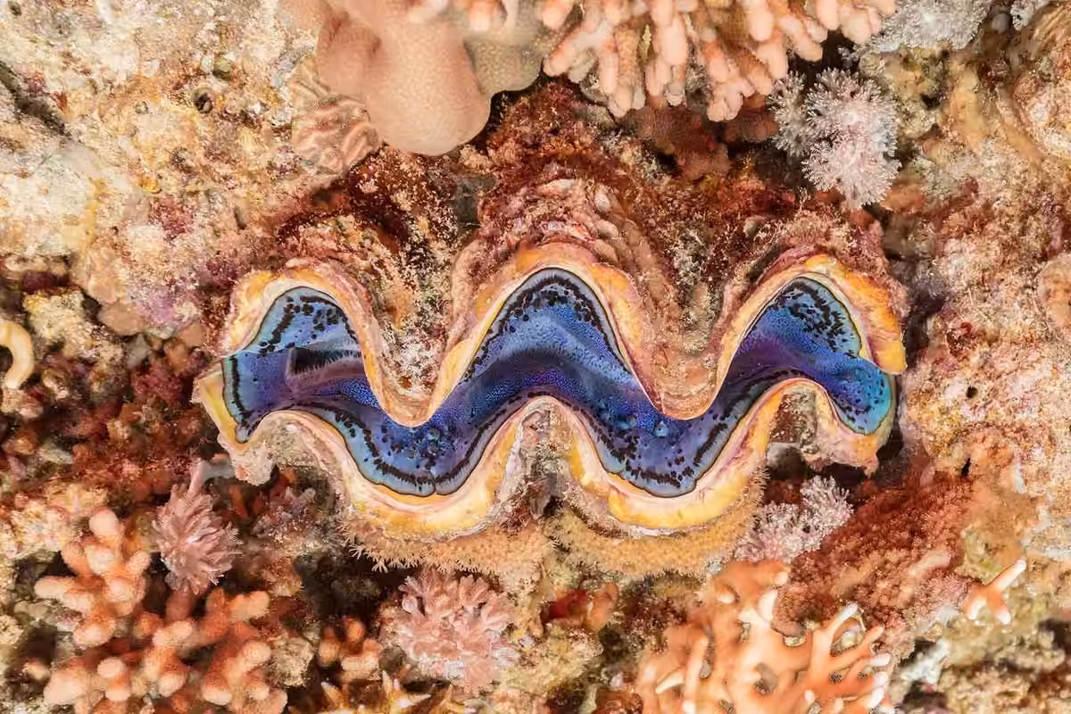 Tridacna-Maxima