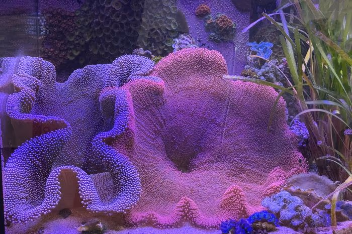 A carpet anemone at the IMARCS facility