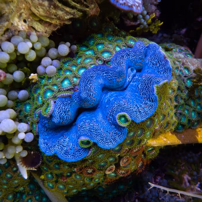 A giant clam at the IMARCS facility
