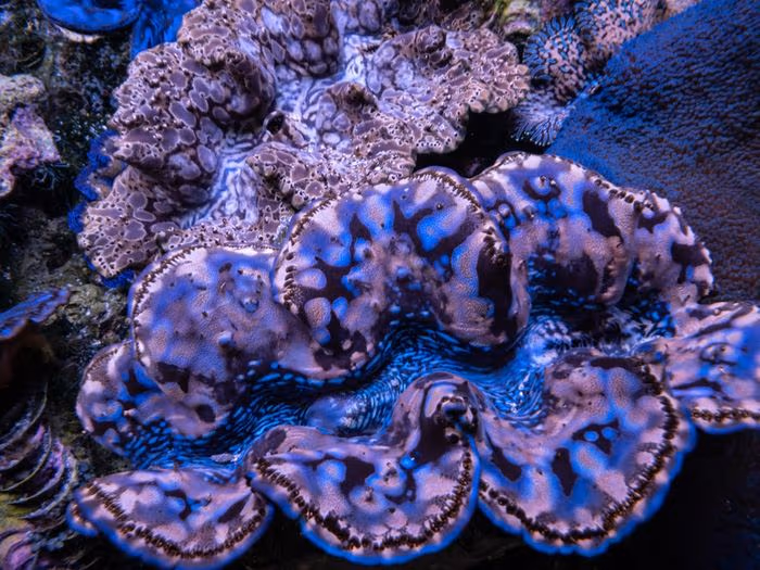 Giant clams at the IMARCS facility
