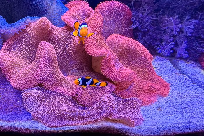 A clownfish pair at the IMARCS facility