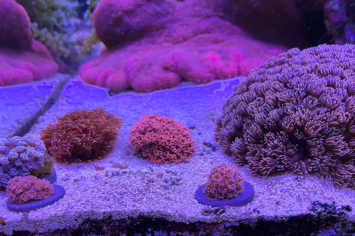Flowerpot coral at the IMARCS facility