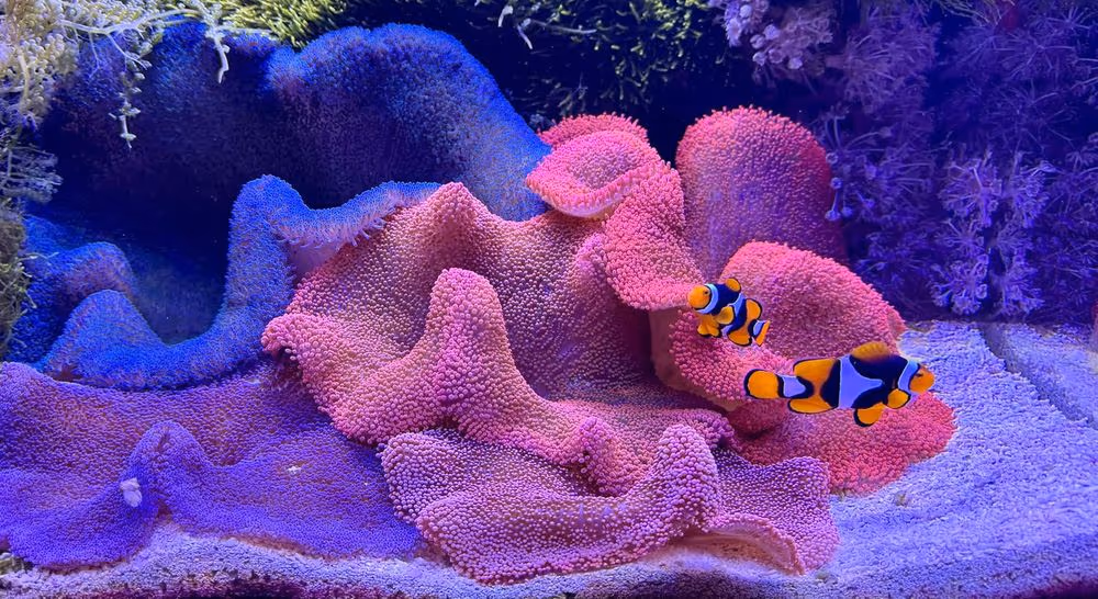 A clownfish pair in a carpet anemone at the IMARCS facility