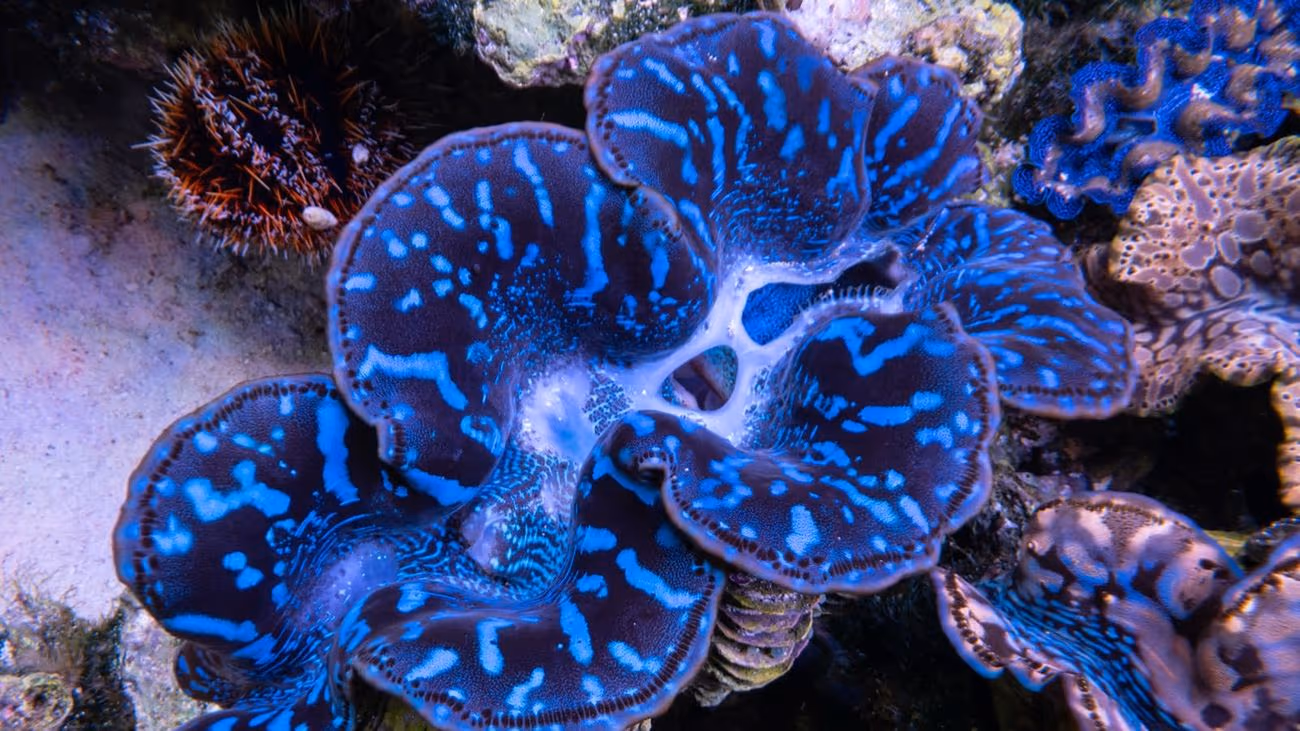 A giant clam at the IMARCS facility