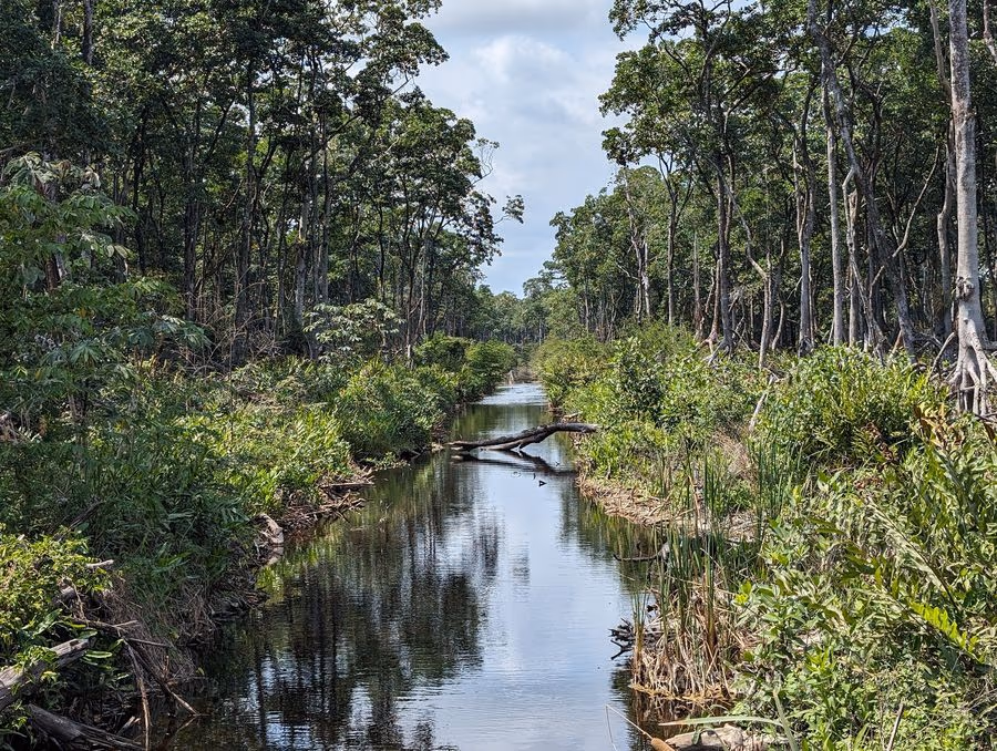 A mangrove channel in Belize