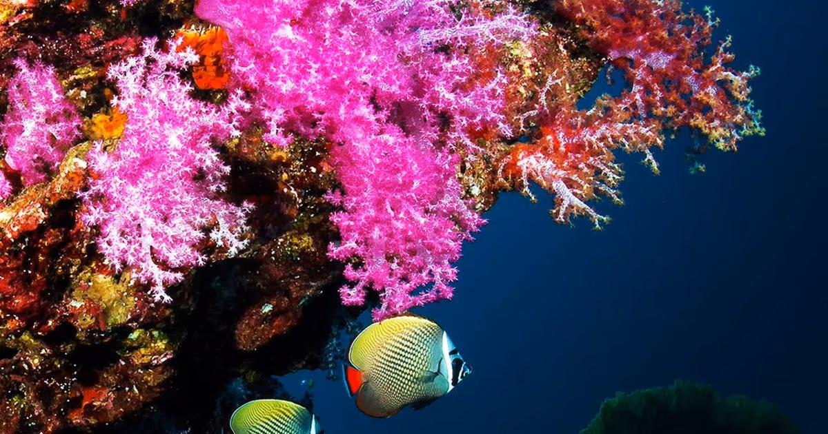 Coral reef with soft corals and butterflyfish