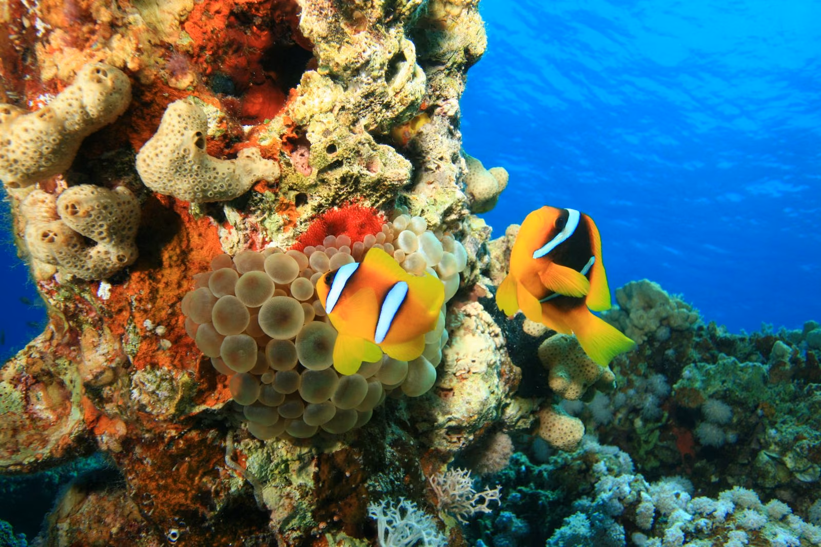 A pair of clownfish among coral