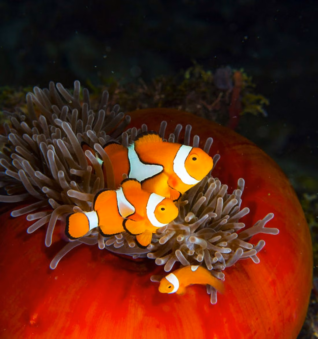 Pareja de peces payaso en una anémona