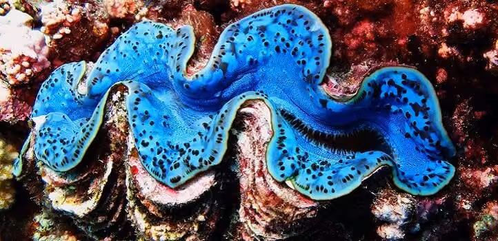 Giant clam in mariculture