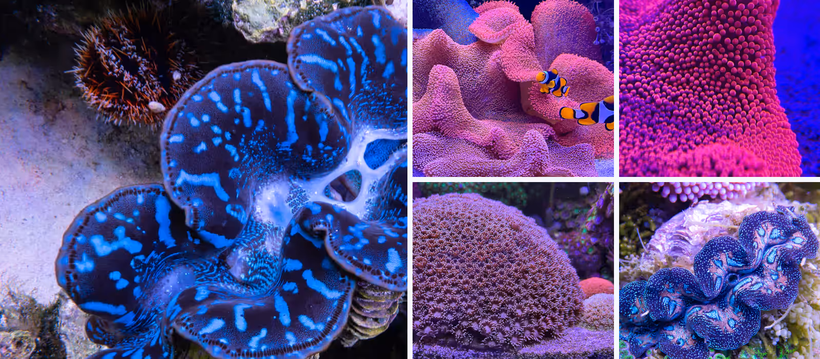 Giant clams, clownfish, a carpet anemone and flowerpot coral at the IMARCS Foundation